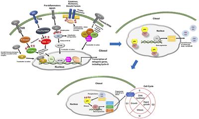CDK 4/6 Inhibitors as Single Agent in Advanced Solid Tumors Biology Diagrams
